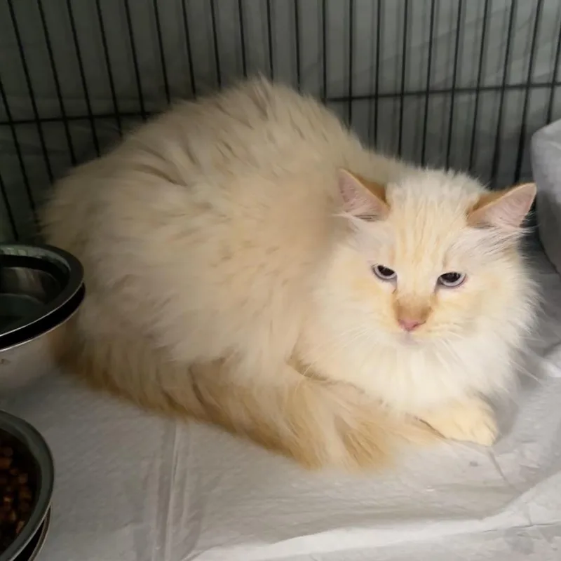 A senior small-sized male Flame Point Siamese cat named Polar Bear for adoption in Mount Vernon, IL