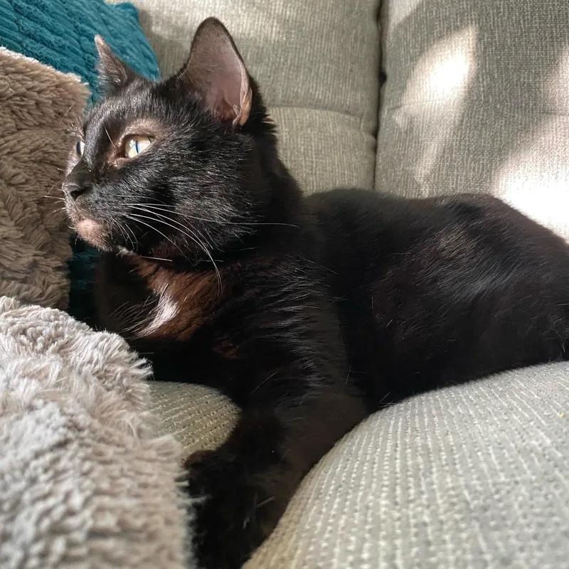 An adult medium-sized female Black Bombay cat named Starkiss for adoption in Wyandotte, MI