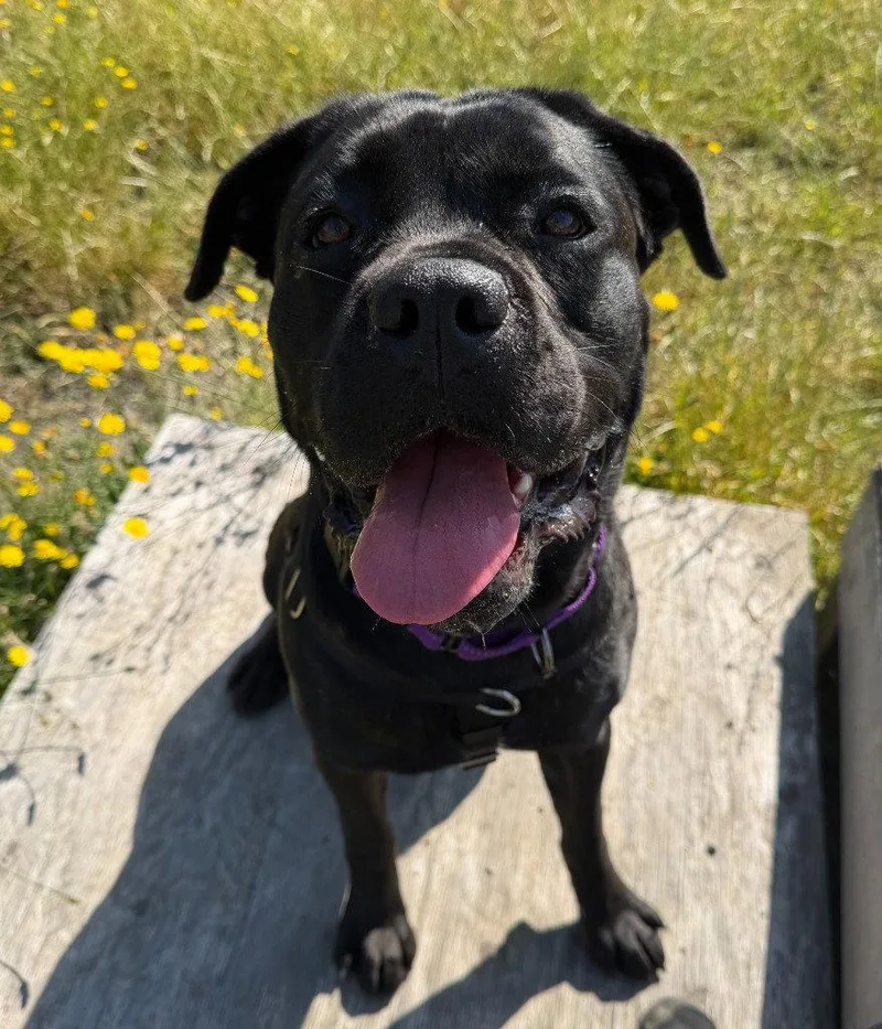 An adult extra large-sized female Cane Corso dog named Gemini for adoption in St. Helens, OR