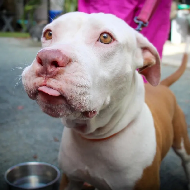 An adult medium-sized female White / Cream Mixed Breed dog named Zooey D for adoption in Frederiksted, VI