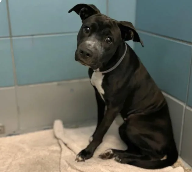 A young medium-sized female Staffordshire Bull Terrier dog named Juliet for adoption in Houston, TX