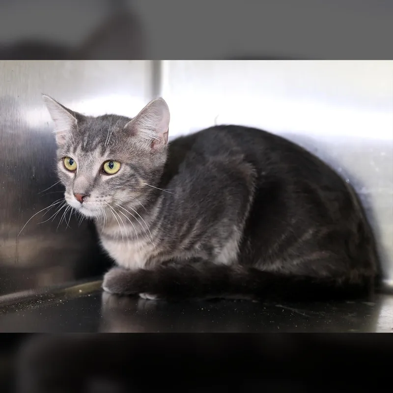 A baby large-sized male Tabby (Gray / Blue / Silver) Domestic Short Hair cat named Peter Pan for adoption in Lambertville, NJ