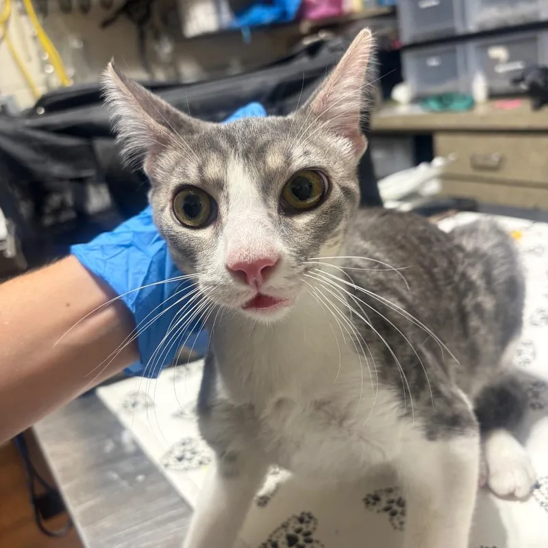 A young medium-sized male Domestic Short Hair cat named Kevin for adoption in Milton, FL