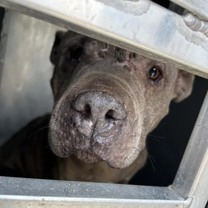 A senior medium-sized female Gray / Blue / Silver Pit Bull Terrier dog named Blue for adoption in Greensboro, NC