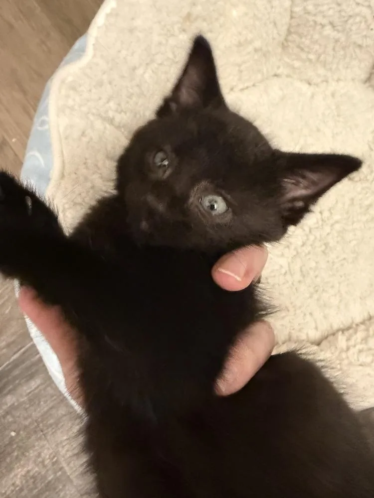 A baby medium-sized male Black Domestic Short Hair cat named Evander for adoption in Clinton Township, MI