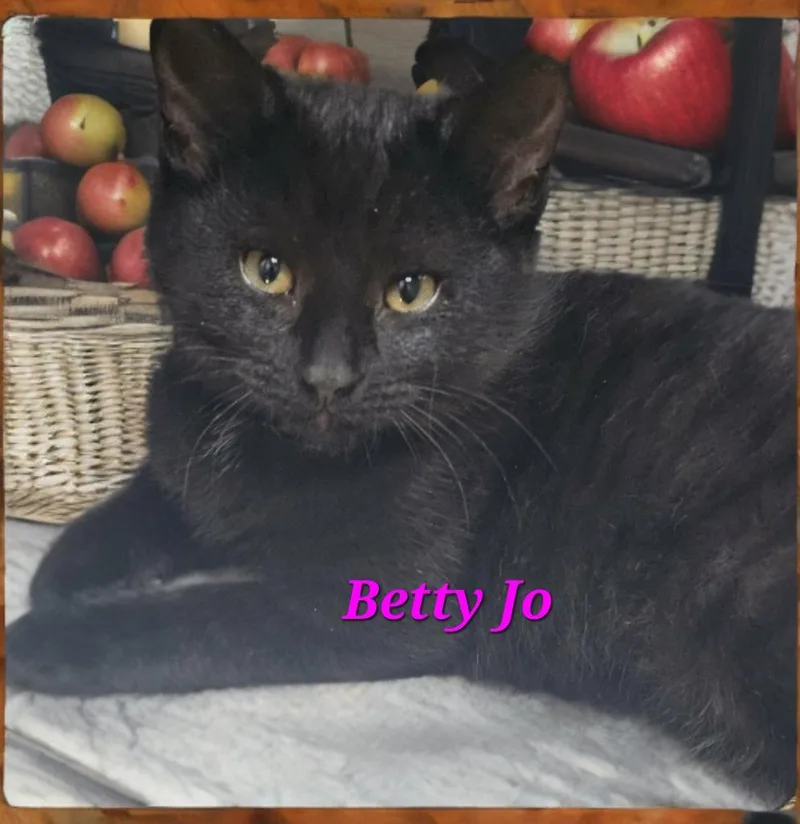 A baby small-sized female Domestic Short Hair cat named Betty Jo for adoption in Jim Thorpe, PA