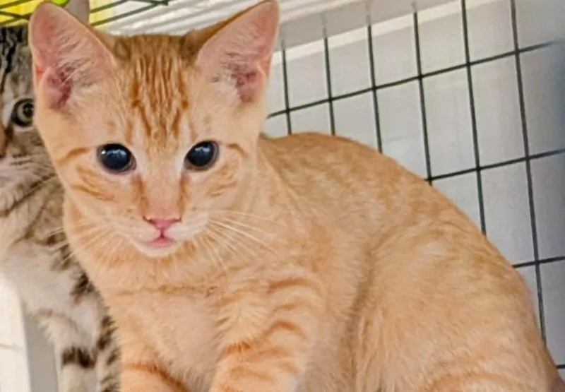A baby small-sized male Domestic Short Hair cat named Donald for adoption in St. Augustine, FL