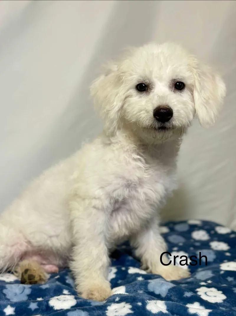 A baby small-sized male Cavachon dog named Crash for adoption in New Stanton, PA