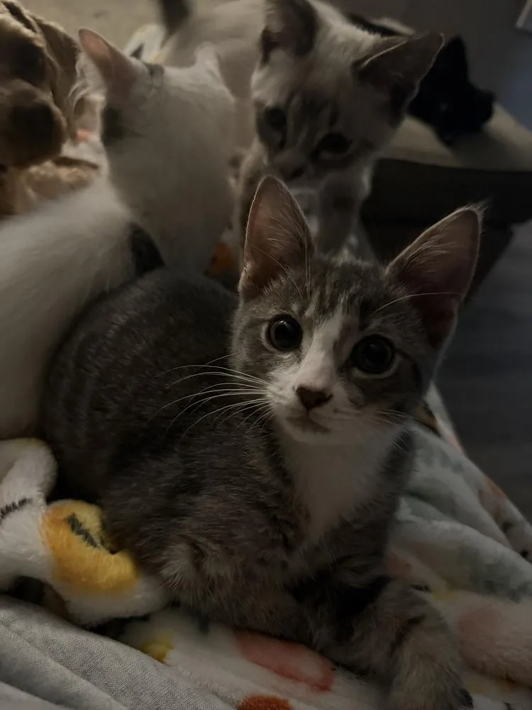 A baby small-sized male Gray & White Domestic Short Hair cat named Aldi for adoption in Orlando, FL