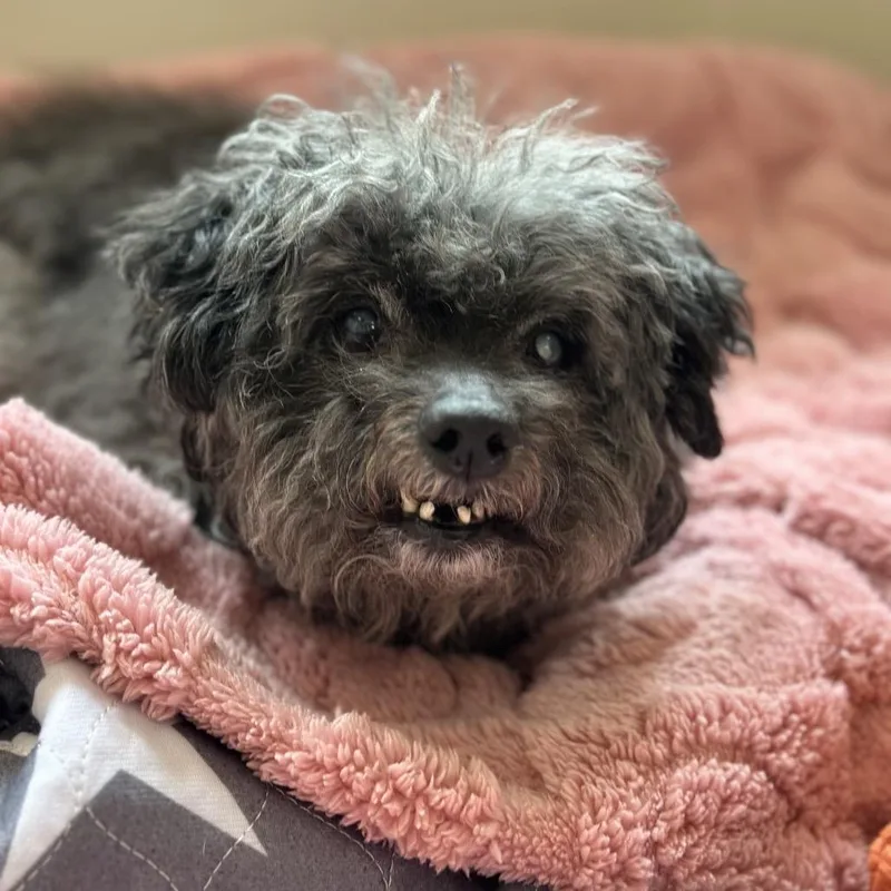 A senior small-sized female Black Poodle dog named Sassy for adoption in Kanab, UT