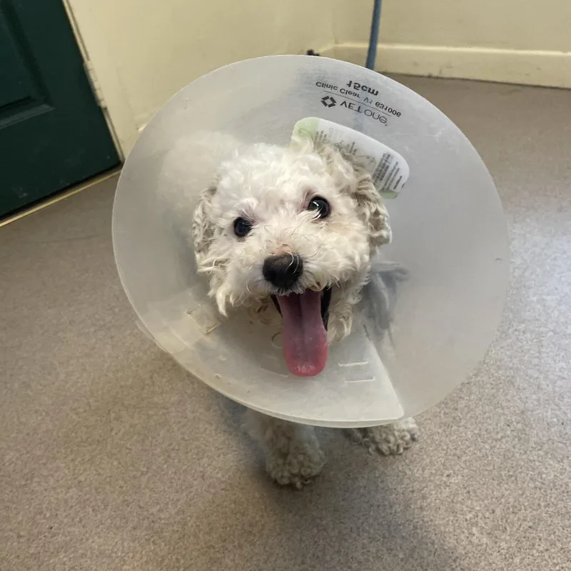 An adult small-sized male White / Cream Bichon Frise dog named Louie for adoption in Pasadena, CA