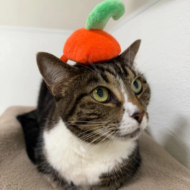 A senior small-sized female Brown / Chocolate Domestic Short Hair cat named Scarlet for adoption in Tampa, FL