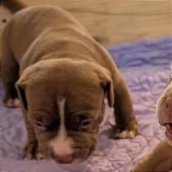 A baby medium-sized male Pit Bull Terrier dog named Caesar for adoption in Milan, IL