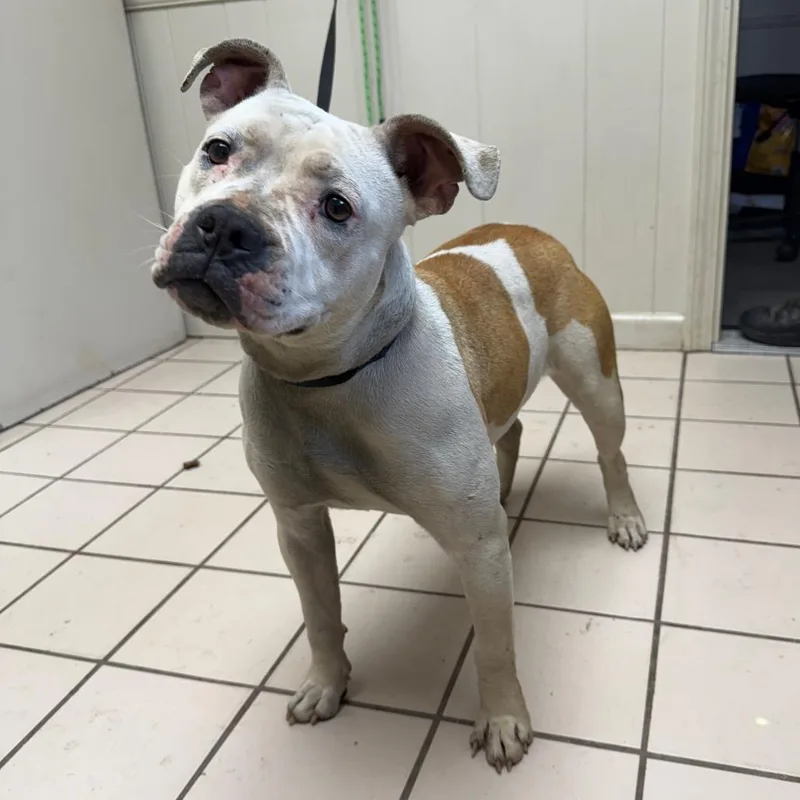 Tuscstray thumbnail 2