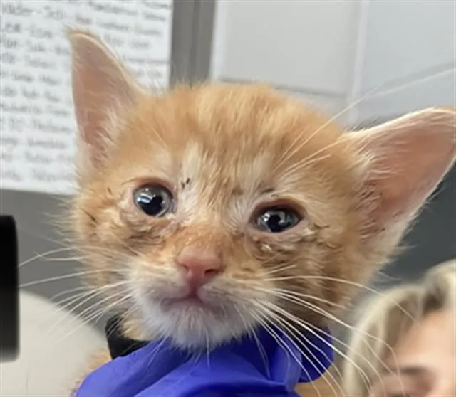 A baby medium-sized male Domestic Short Hair cat named Kenobi for adoption in Dallas, TX