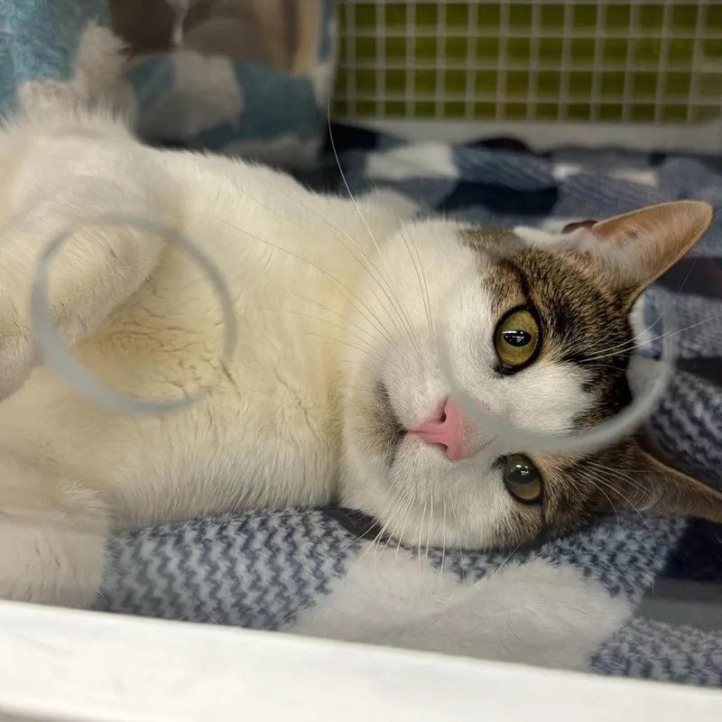 An adult medium-sized male White Domestic Short Hair cat named Rocky for adoption in Middle Village, NY