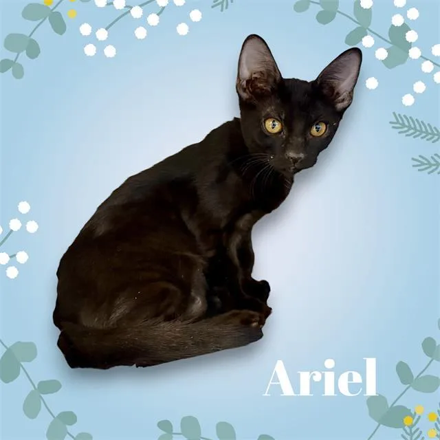 A baby small-sized female Domestic Short Hair cat named Ariel for adoption in Visalia, CA