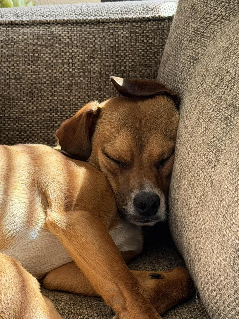 Charlie Brown thumbnail 2