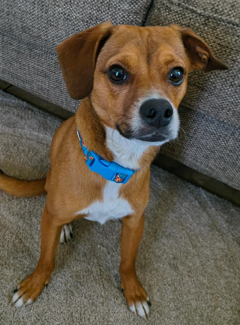 Charlie Brown thumbnail 3