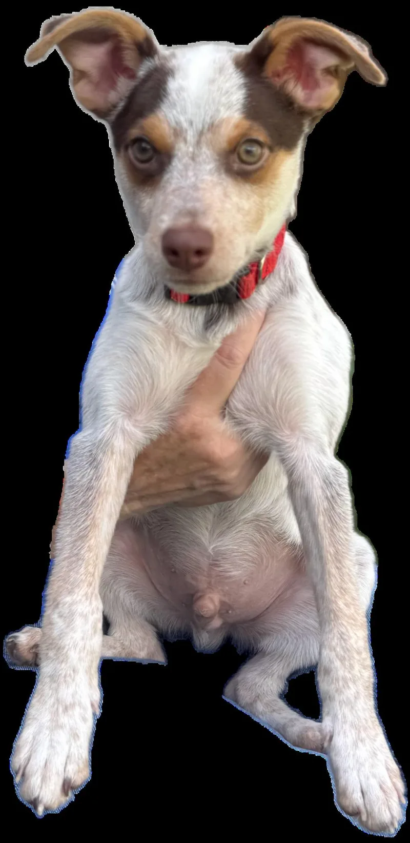 A baby small-sized male Red / Chestnut / Orange Australian Cattle Dog / Blue Heeler dog named Wilder for adoption in Encino, CA