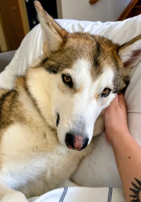 Koa