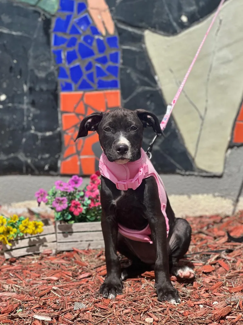 A young medium-sized female Black Labrador Retriever dog named Chili for adoption in Miami, FL