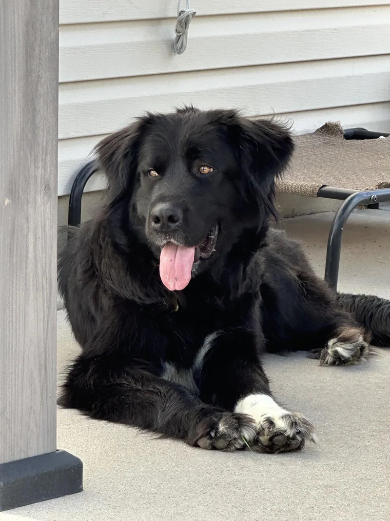 A young extra large-sized male Newfoundland Dog dog named Emsi for adoption in Salt Lake City, UT