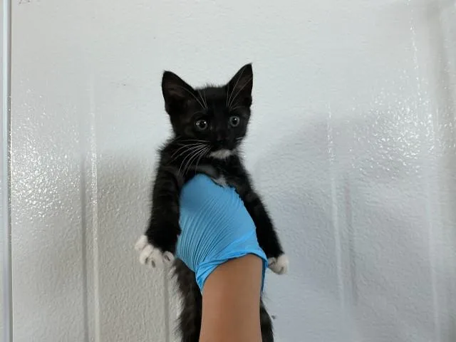 A baby small-sized female Domestic Short Hair cat named Nancy for adoption in San Bernardino, CA