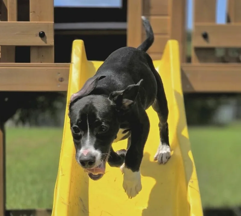 A baby medium-sized male Tricolor (Brown, Black, & White) Hound dog named Pup Sam for adoption in Washington, DC