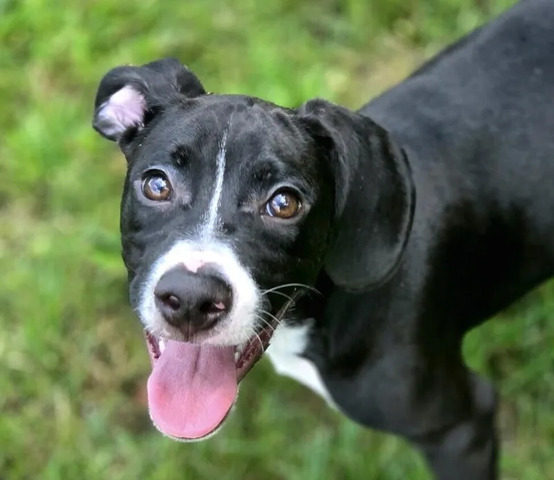Pup Sam thumbnail 2