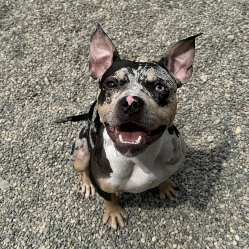 A young medium-sized female Merle (Blue) French Bulldog dog named Bugg for adoption in Detroit, MI