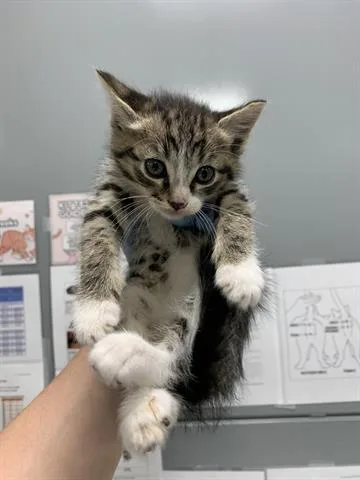 A baby small-sized female Domestic Short Hair cat named Pusheen for adoption in San Martin, CA