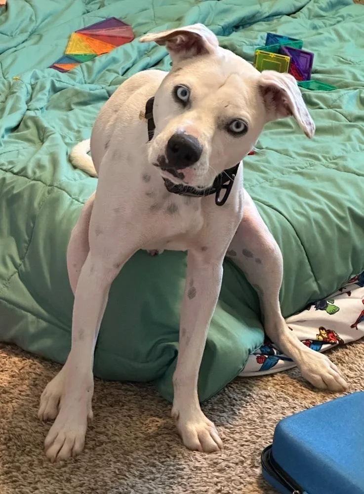 An adult medium-sized male Dalmatian dog named Ziggy Blue for adoption in Ellijay, GA