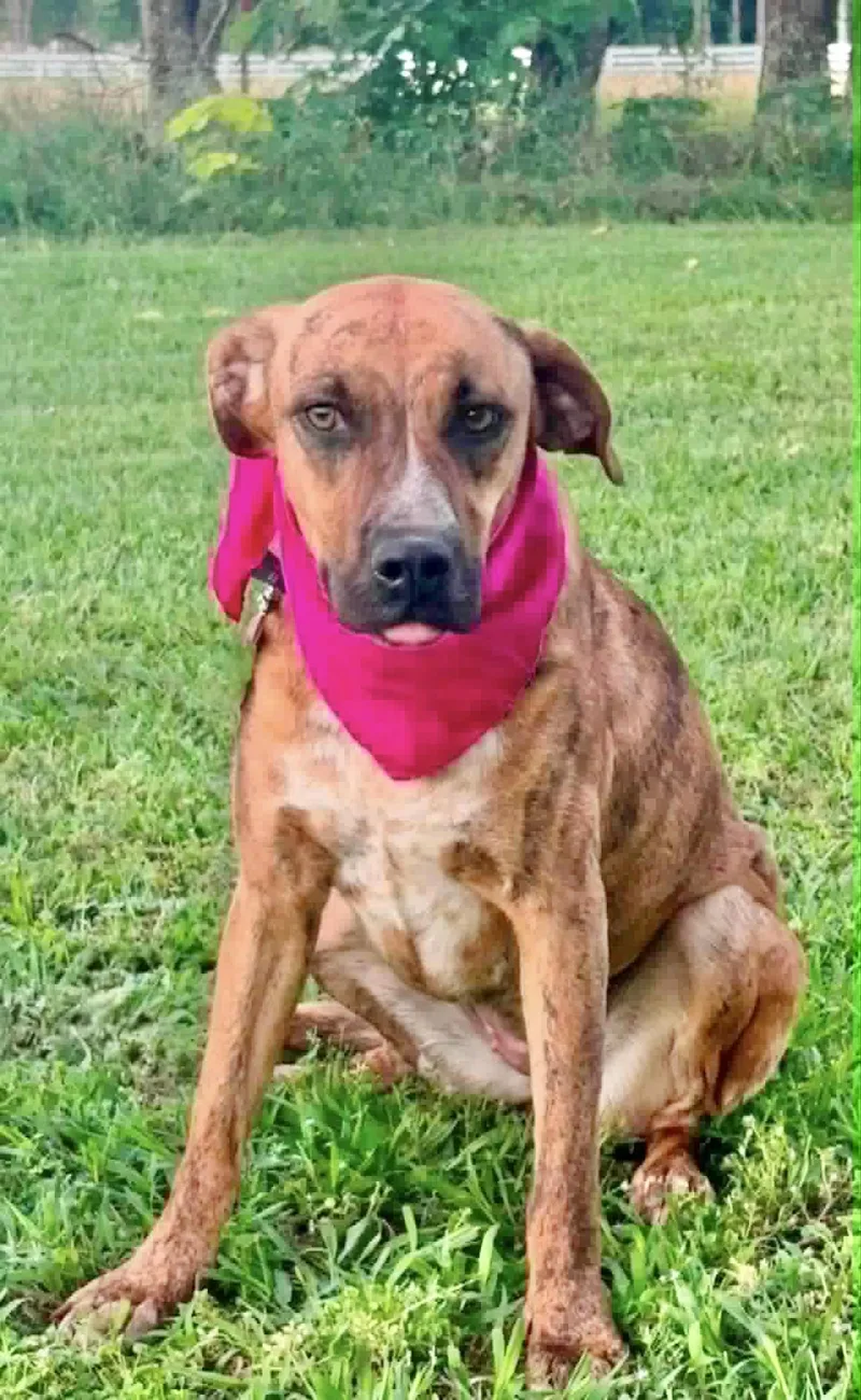 A young medium-sized female Mountain Cur dog named Peony for adoption in Manchester, CT
