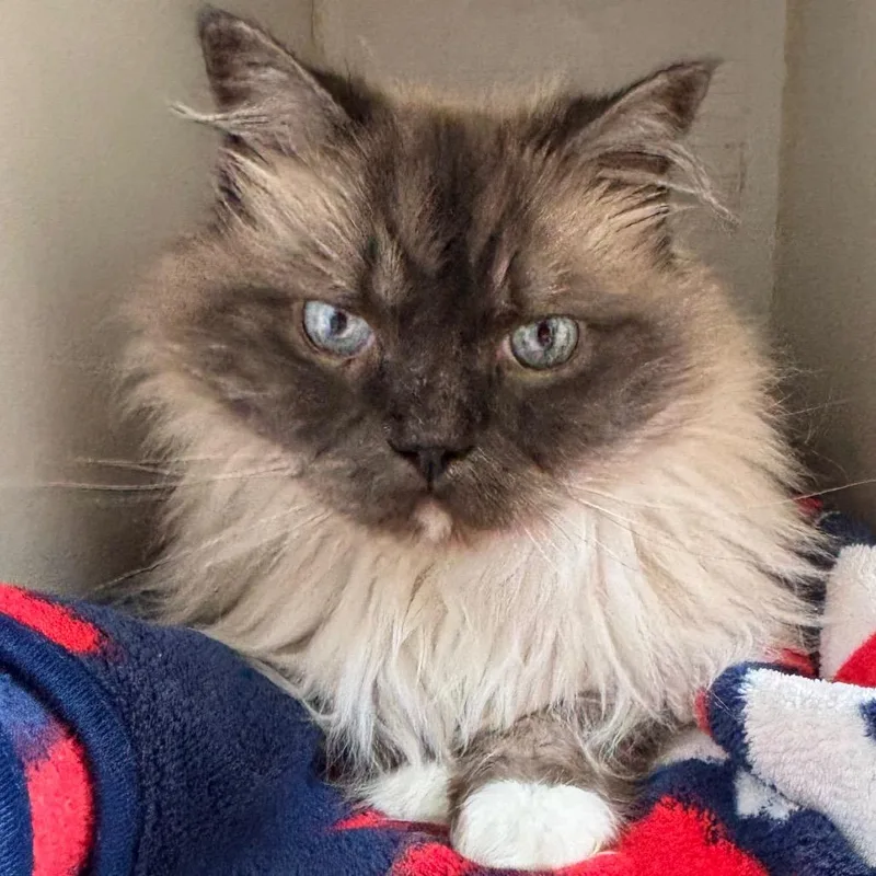 A senior small-sized male Ragdoll cat named Misho for adoption in Naperville, IL