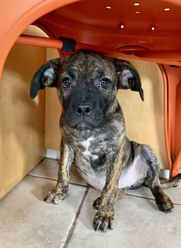 A baby medium-sized female Boxer dog named Lamictal for adoption in Phoenix, AZ