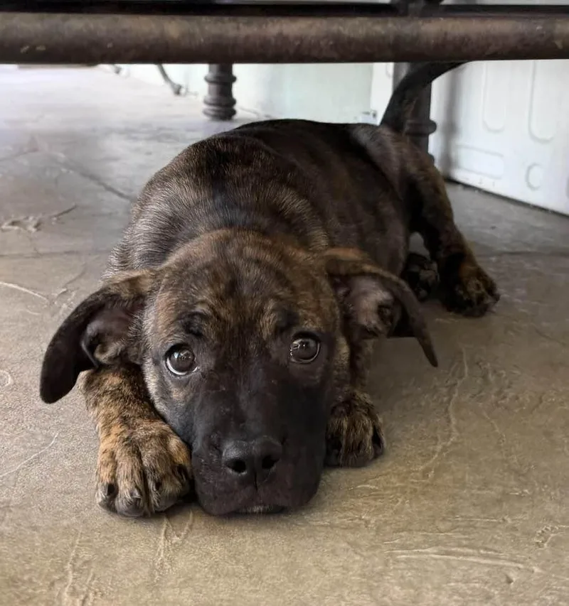 Lamictal thumbnail 2