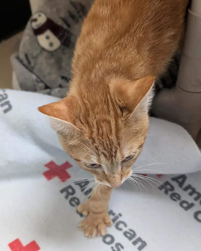 A baby large-sized female Tabby (Orange / Red) Extra-Toes Cat / Hemingway Polydactyl cat named Oregano for adoption in Springfield, IL
