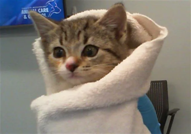 A baby small-sized female Domestic Short Hair cat named Cayenne for adoption in Charlotte, NC