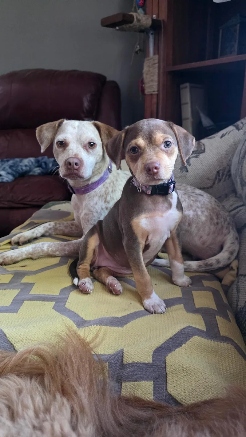 A baby small-sized female Terrier dog named Possum for adoption in Byron, IL