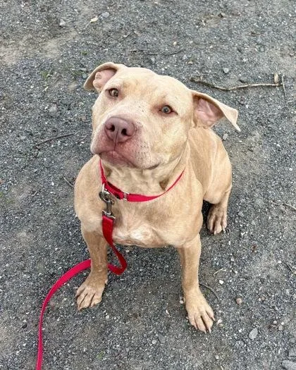 An adult medium-sized female Mixed Breed dog named Crash for adoption in Fairfax, VA