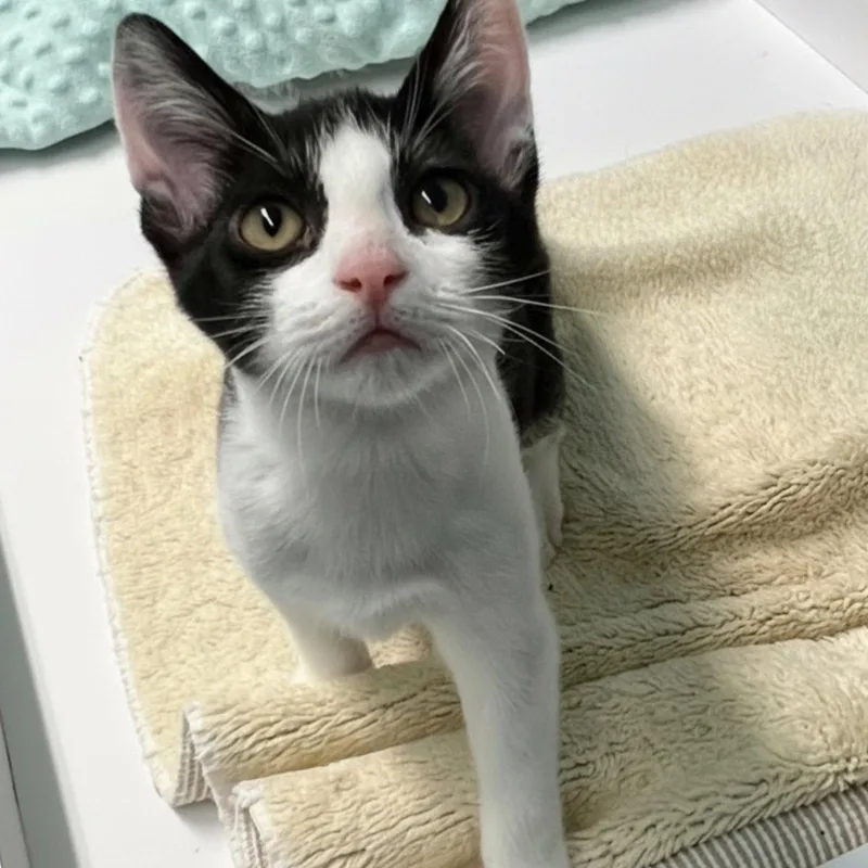 A baby medium-sized male Black & White / Tuxedo Domestic Short Hair cat named Tilty for adoption in Blasdell, NY