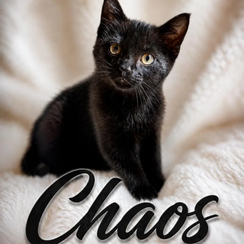 A baby small-sized male Black Domestic Long Hair cat named Caos for adoption in Rochester, MN