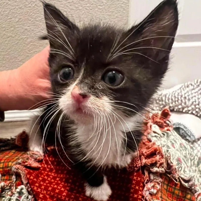 A baby small-sized female Black Domestic Short Hair cat named Peter Cratchit for adoption in Nampa, ID