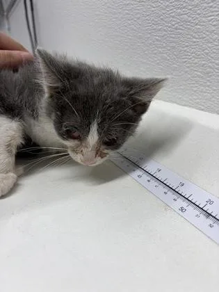 A baby small-sized female Domestic Short Hair cat named Susan for adoption in West Chester, PA