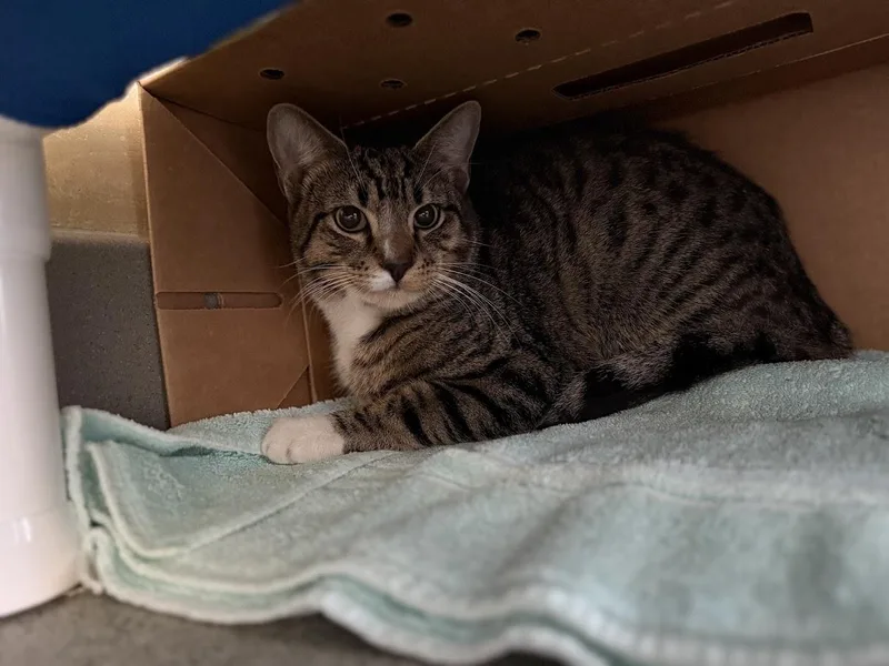 A young medium-sized male Tabby (Brown / Chocolate) Domestic Short Hair cat named Mel for adoption in Berkeley, CA