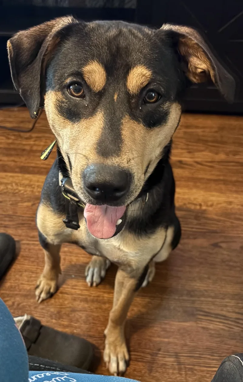A young medium-sized male Pit Bull Terrier dog named Roscoe CL for adoption in Kansas City, MO