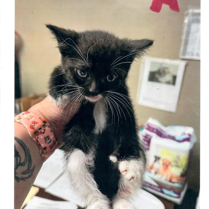 A baby small-sized female Black Domestic Short Hair cat named Myrtle for adoption in Salem, WV
