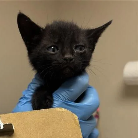 A baby small-sized male Black Domestic Short Hair cat named Giggles for adoption in Tempe, AZ