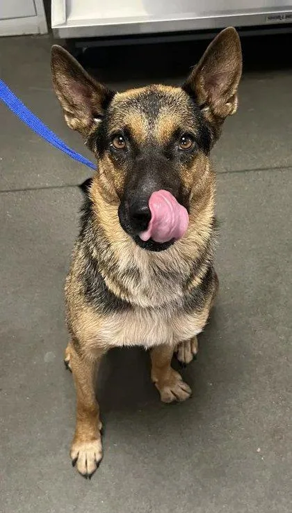 An adult medium-sized male Shepherd dog named Piero for adoption in Fresno, CA